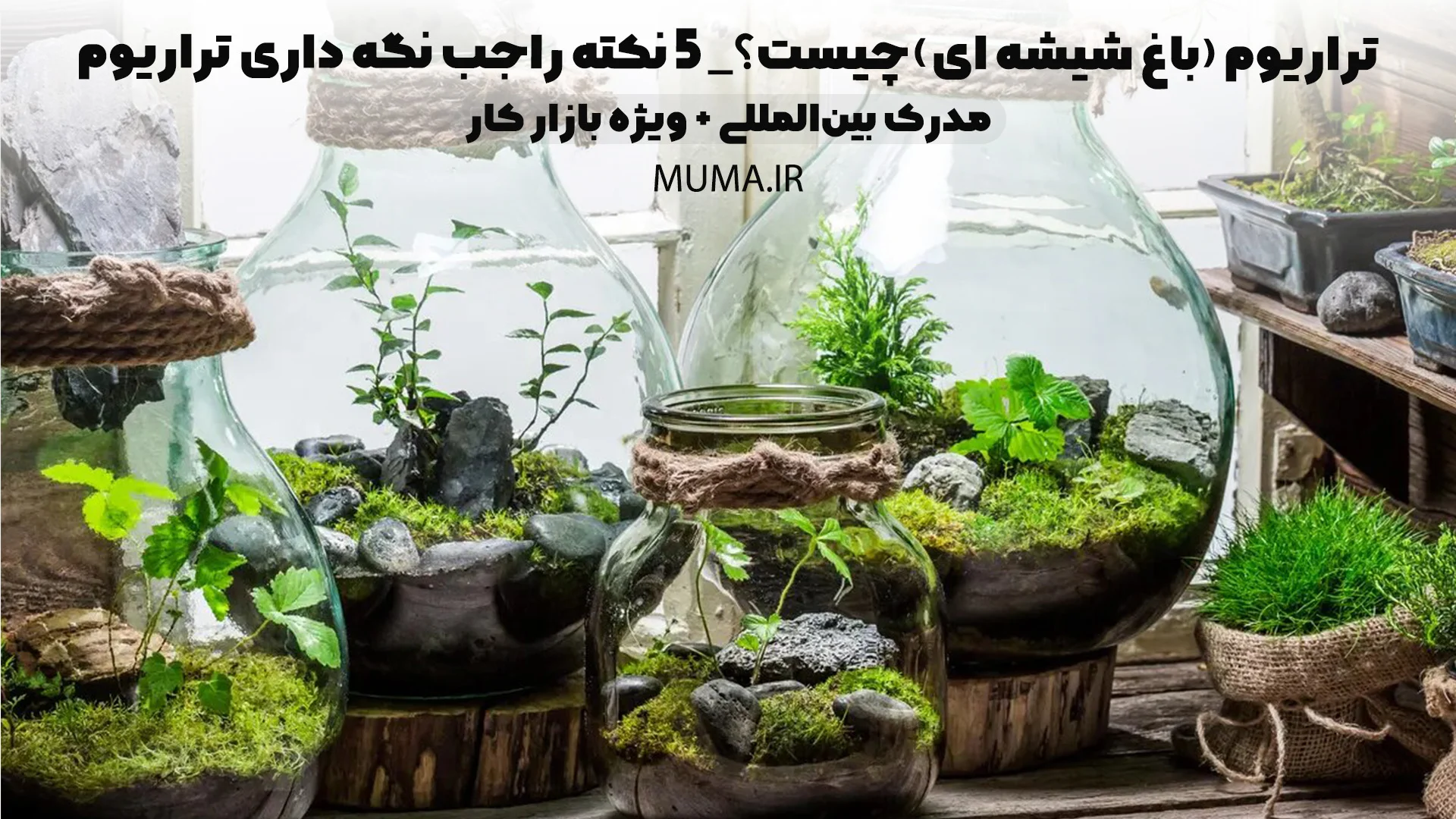 تراریوم (باغ شیشه ای)چیست؟| 5 نکته راجب نگه داری تراریوم